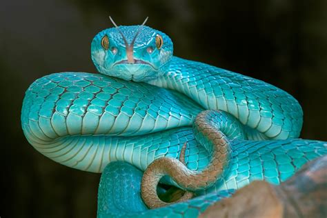 A Very Rare Blue Pit Viper Snake Hd Wallpaper Background Image