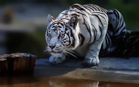 Animal White Tiger Hd Wallpaper