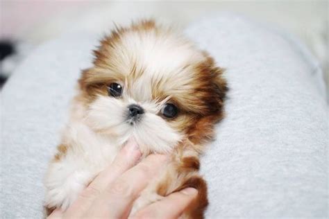 The 25 Cutest Pictures Of Teacup Shih Tzus Cute Teacup Puppies
