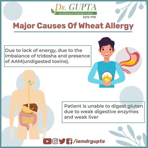 Major Causes Of Wheat Allergy Ayurvedic Clinic Wheat Allergies