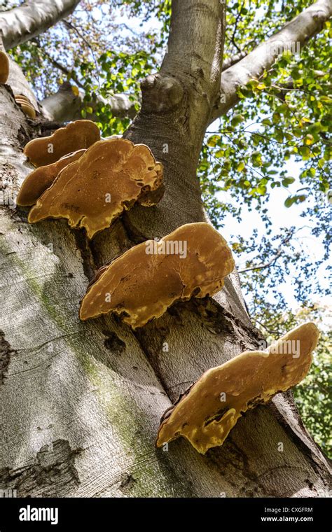 Parasitic Fungi On A Tree Trunk Stock Photo Alamy