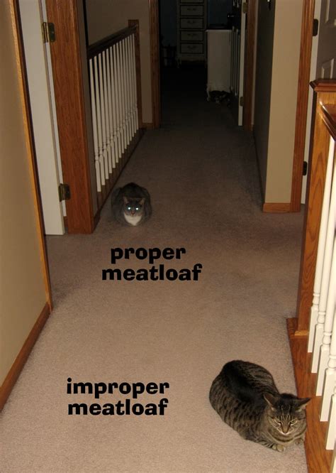 Cat Meatloaf Position