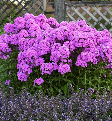 Fashionably Early Flamingo Garden Phlox Natorps Online Plant Store