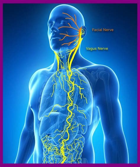 Il Nervo Vago Benessere Funzionale E Digitopressione Bio Zone