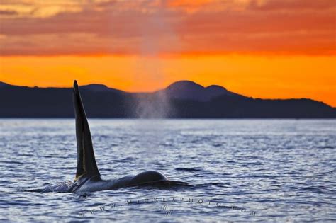 Killer Whale Sunset Bc Photo Information