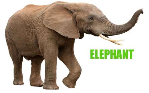 Free Kids Learning Animals Name Apk Download For Android