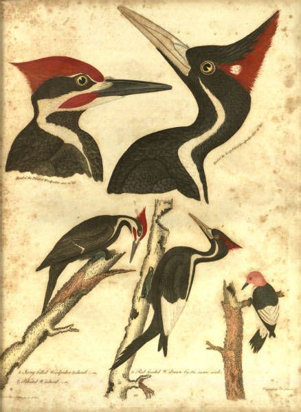 Ivory Billed Woodpeckers From Alexander Wilson American Ornithology 1808 1814 Woodpecker