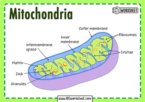 Structure And Parts Of A Mitochondria
