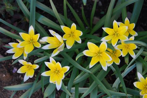 This collection of bulbs with give you a beautiful display of different shaped white flowers not to be missed all through early spring. Favorite Spring-Blooming Small Bulbs - Gardening Products ...