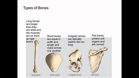 The axial skeleton contains all the bones in the trunk of your hey there, timothy, thanks for sharing your comment about the number of bones in the human body! Types of Bones - YouTube