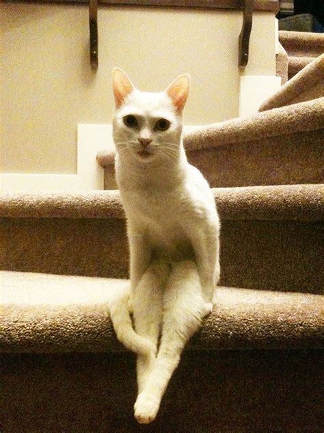 some cats have never quite mastered the art of sitting properly cute cats cat sitting cat pics
