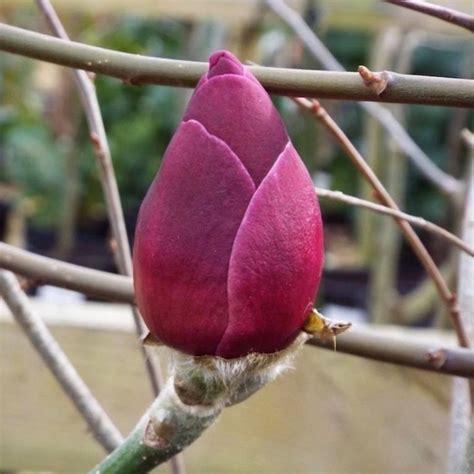 Magnolia Black Tulip Magnolie Krzewy Ozdobne