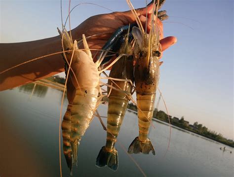 Freshwater Prawn Culture In India Responsible Seafood Advocate 2022