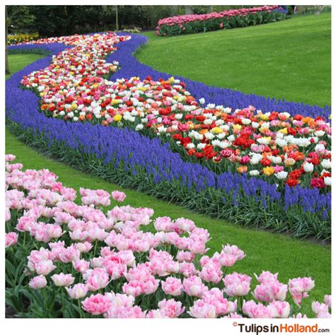 Van vliet bloemenexport offers not only flowers from holland with 16 cash & carries in the uk, eight throughout the rest of europe and one in the usa, the j. River of tulips - Tulips in Holland