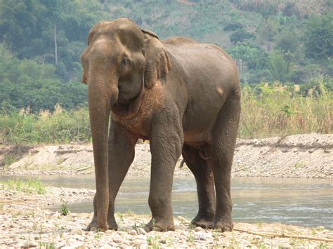 Fileelephant In Thailand