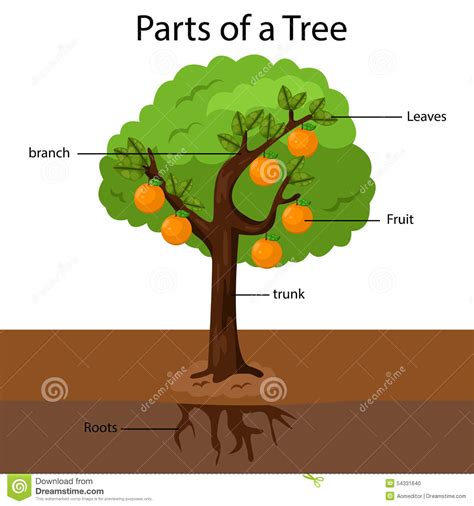 Parts Of Tree English For Life