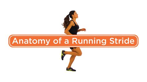 Anatomy Of A Running Stride Pose Method