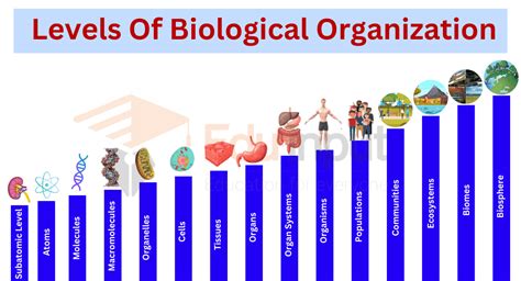 Levels Of Biological Organization