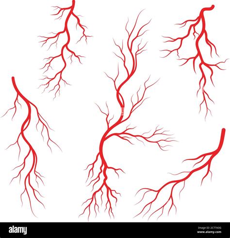 Human Veins And Arteries Illustration Design Template Stock Vector