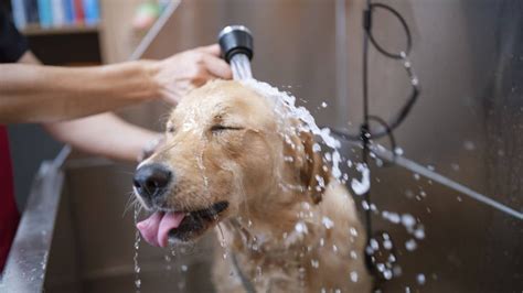 Washing And Brushing Your Dog Rspca Pet Insurance