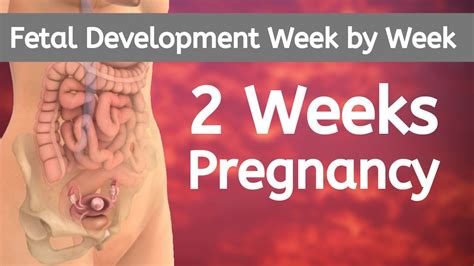 2 Weeks Pregnant 2 Weeks Pregnant Belly 2 Weeks Pregnant Ultrasound