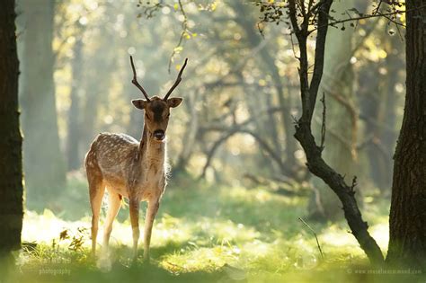 Fine Art Nature Photography By Roeselien Raimond