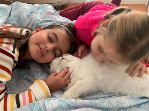 Royally Purrfect Kittens Home - Royally Purrfect