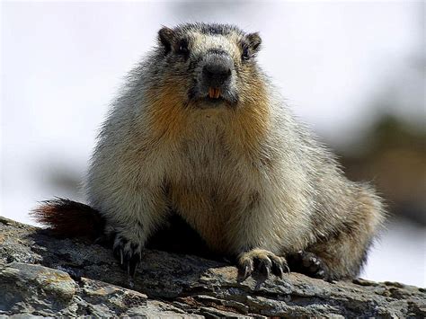 Free Picture Yellow Bellied Marmots