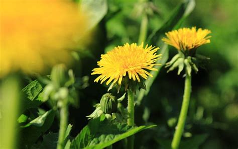 Weed Or Flower Gardeners Cant Recognise Common Weeds