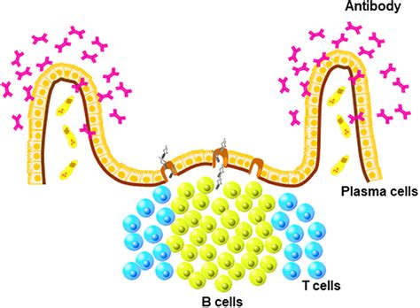 Frontiers | The Well-Developed Mucosal Immune Systems of Birds and