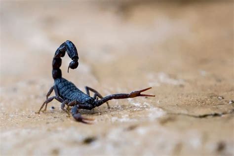 18 Different Types Of Scorpions Naturenibble