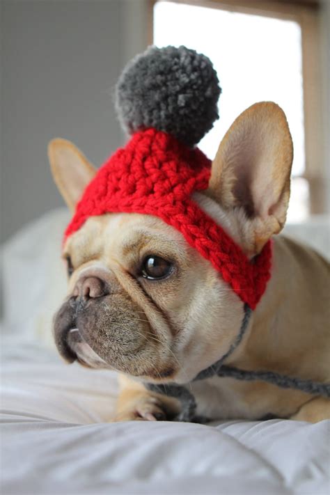 Dog Beanie With Pom Pom Dog Hat Crocheted Dog Hat Dog Etsy