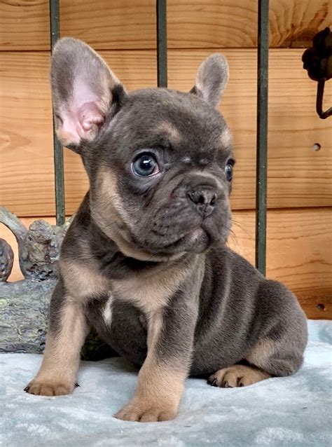 Blue French Bulldogs The French Bulldog