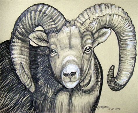 Ram Animal Drawing At Getdrawings Free Download