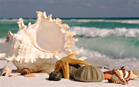 Seashells Wallpapers And Images Wallpapers Pictures Photos