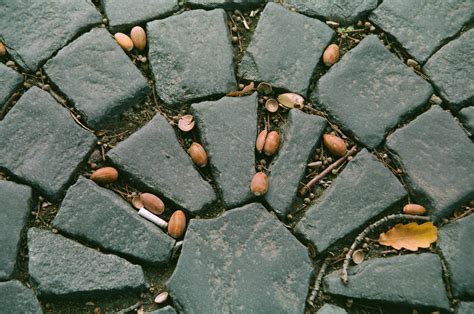 Free Images Rock Texture Leaf Flower Cobblestone Wall Asphalt