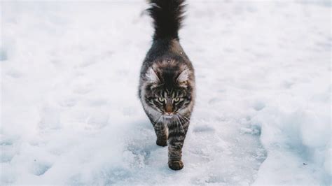 How To Keep Your Cat Safe During The Winter Weather Oliveknows