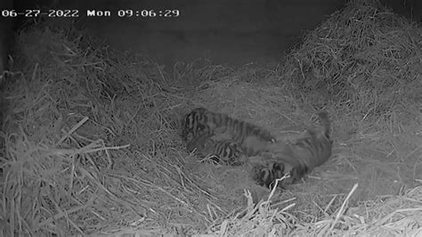 London Zoo Releases First Footage Of Rare Newborn Tiger Cub Triplets