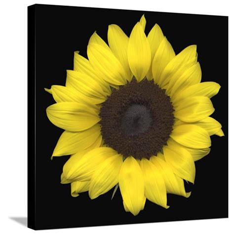 Sunflower Botanical Gallery Wrapped Canvas Print Wall Art Walmart