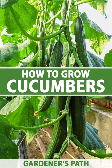 How To Plant And Grow Cucumbers Gardeners Path