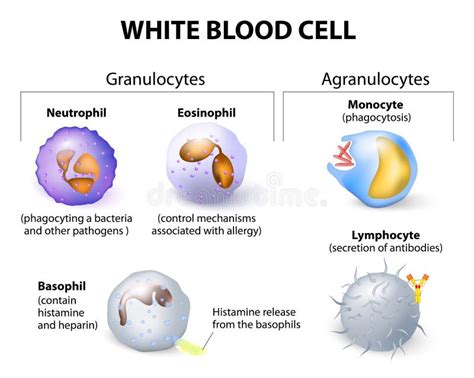 Types Of White Blood Cells Infographics Stock Vector Illustration Of