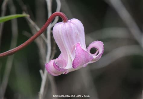 While it can grow in both white and purple/blue varieties, blue is the most common. H-Town-West Photo Blog: Clematis - Purple bell-shaped ...