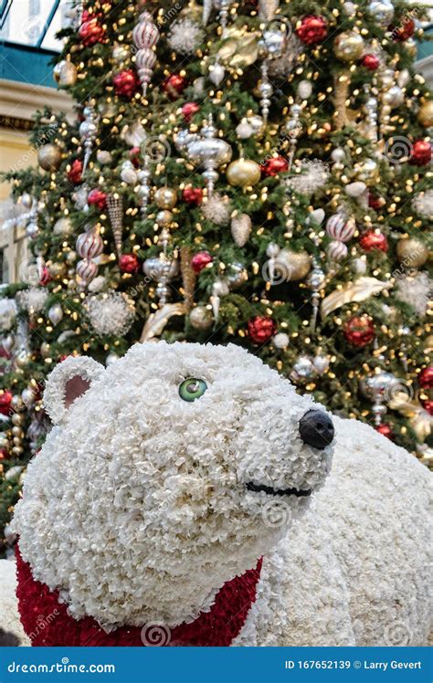 Christmas Polar Bear Display At The Bellagio Conservatory Stock Image