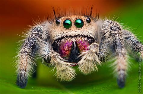 Stunning Macro Photos Of Jumping Spiders By Thomas Shahan Demilked