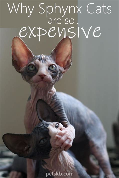 Why Are Sphynx Cats So Expensive The Pets Kb In 2020 Sphynx Cat