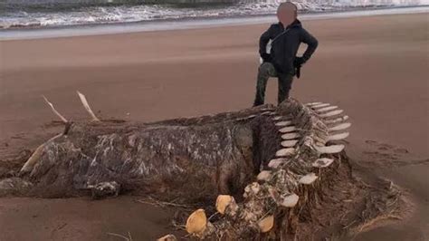 Gigantic Mystery Skeleton Found Washed Up On Beach By Storm Ciara