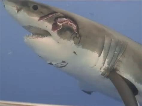 A Great White Shark Bitten On The Face By A Larger Predator Presumably