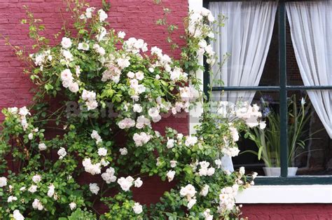 Climbing Roses In The Garden Types Varieties Placement