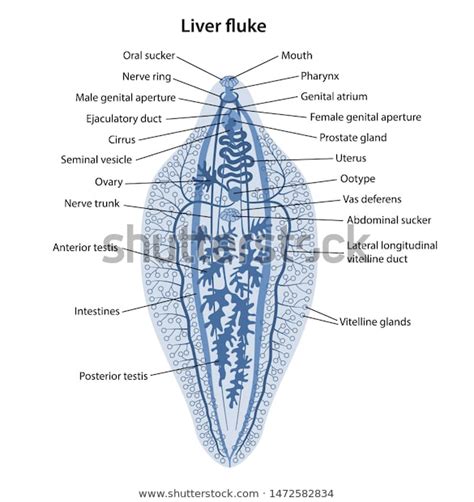 Liver damage occurs when the juvenile (immature) fluke migrate through the liver of the animal. Fasciola Hepatica Internal Structure Liver Fluke Stock ...