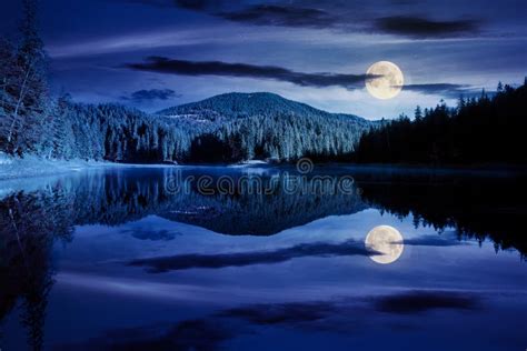 23787 Lake Forest Night Stock Photos Free And Royalty Free Stock